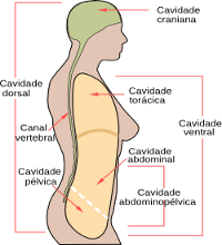 Cavidade Corporal Corpo Humano